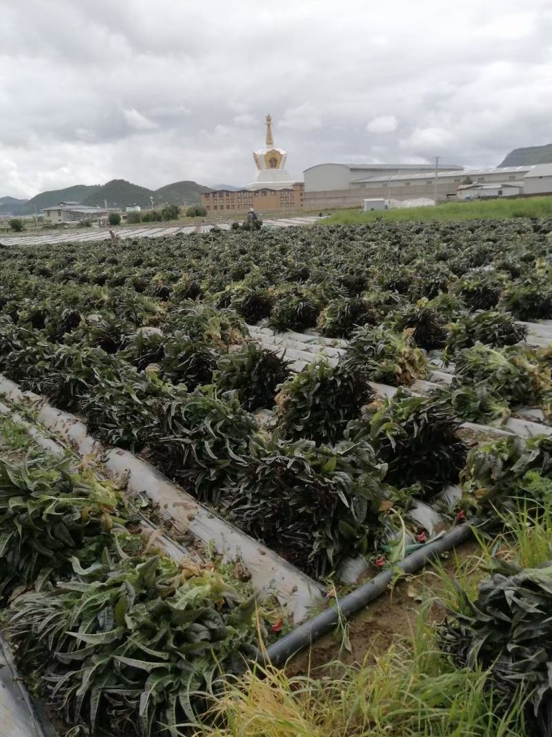 香格里拉精品莴笋。大量有货。质量保证。货源充足。