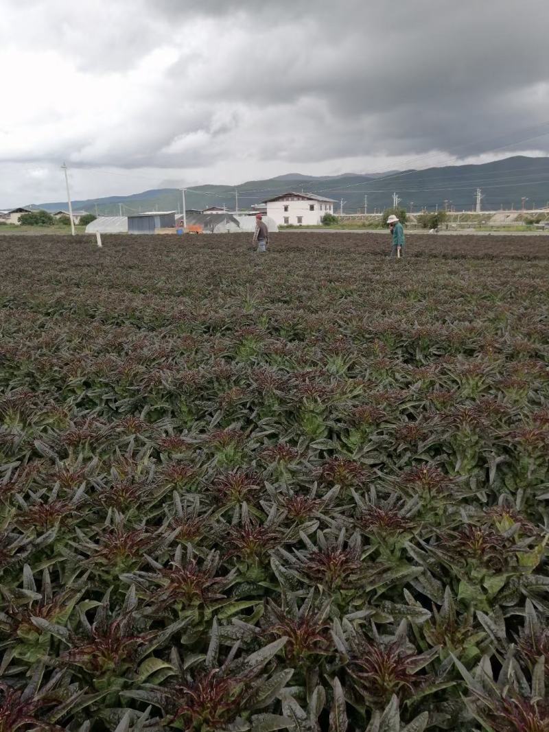香格里拉精品莴笋。大量有货。质量保证。货源充足。