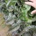 香格里拉精品莴笋。大量有货。质量保证。货源充足。