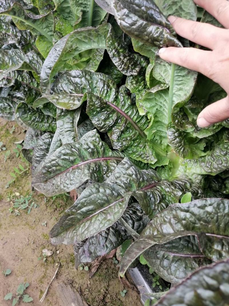 香格里拉精品莴笋。大量有货。质量保证。货源充足。