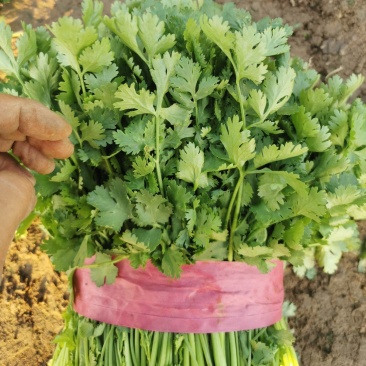 精品大叶香菜大量有货价格便宜有要的老板联系直发没有差价