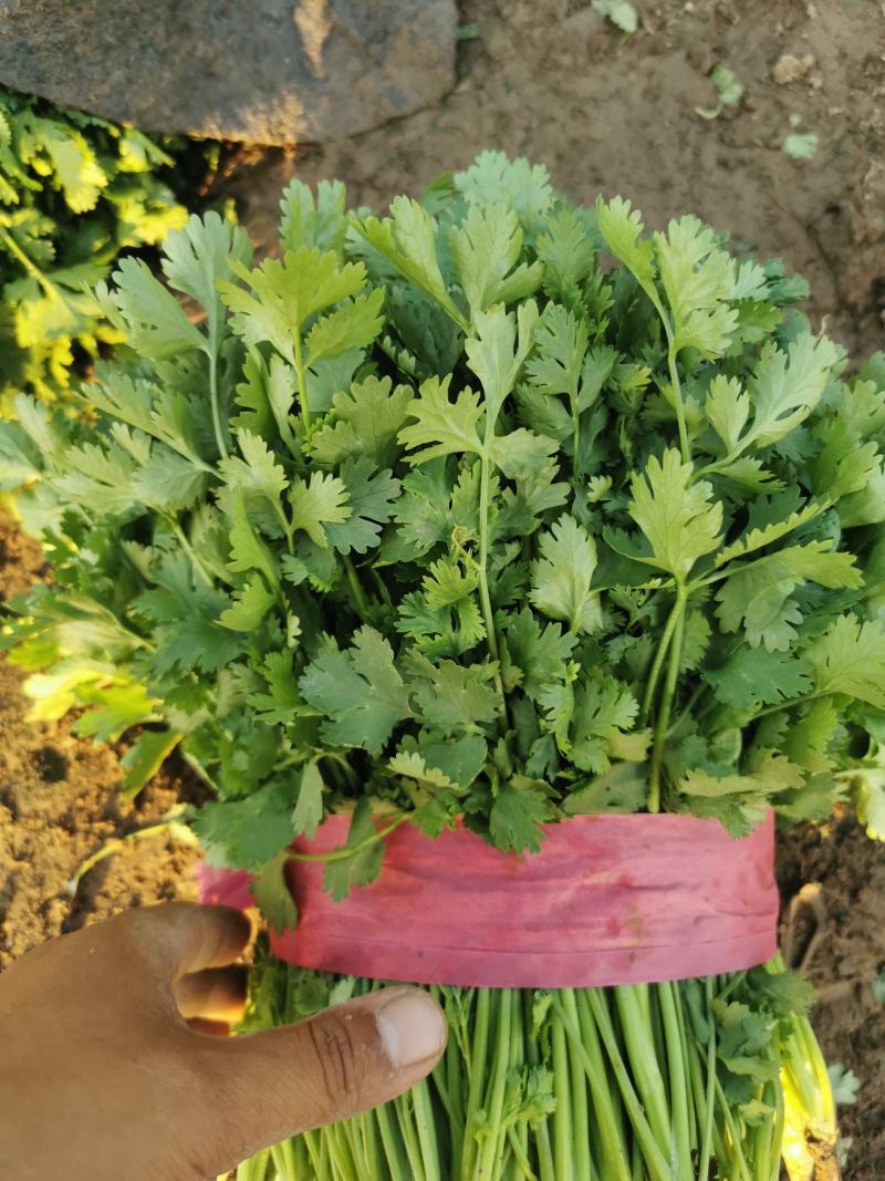 精品大叶香菜大量有货价格便宜有要的老板联系直发没有差价