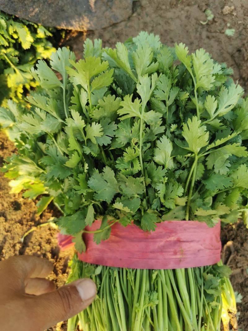 精品大叶香菜大量有货价格便宜有要的老板联系直发没有差价