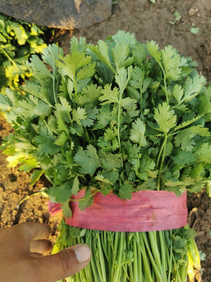 精品大叶香菜大量有货价格便宜有要的老板联系直发没有差价