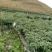 小米椒大量上市…………………………………