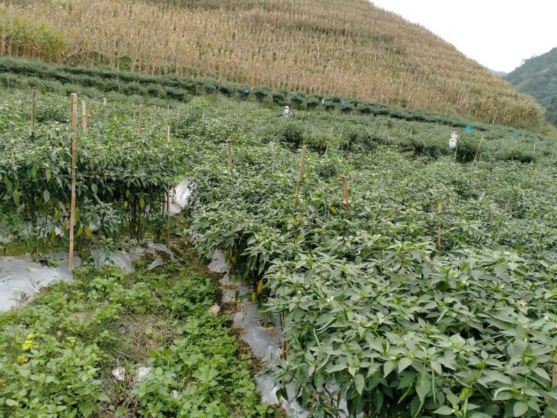 小米椒大量上市…………………………………