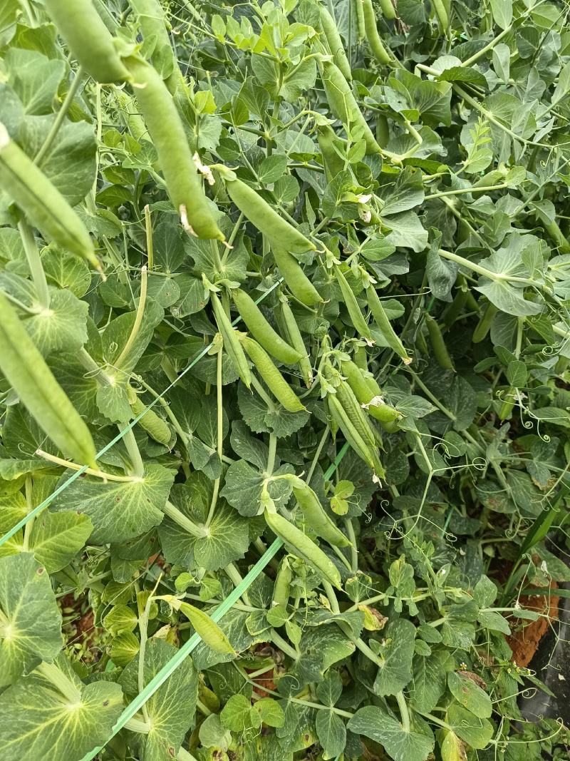 云南大理青碗豆特价特价！……………………