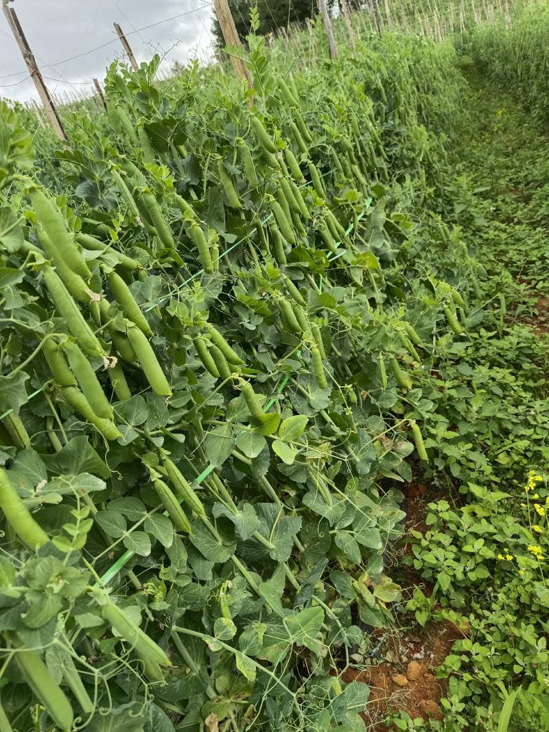 云南大理青碗豆特价特价！……………………
