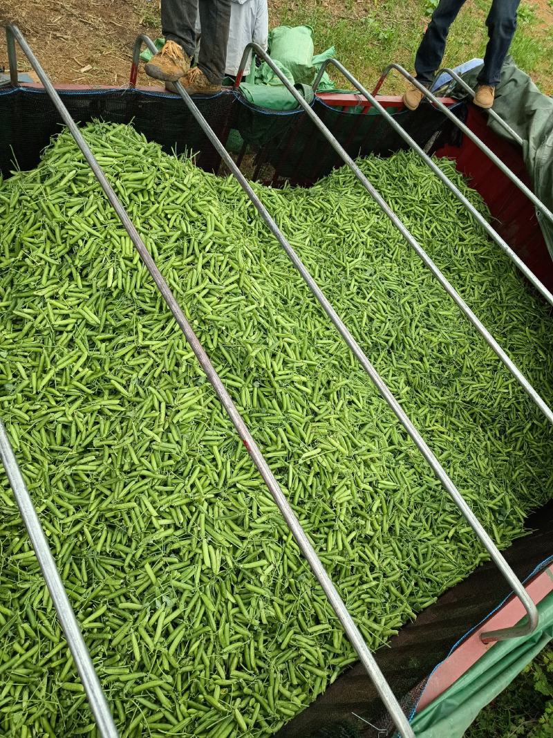 云南大理青碗豆特价特价！……………………