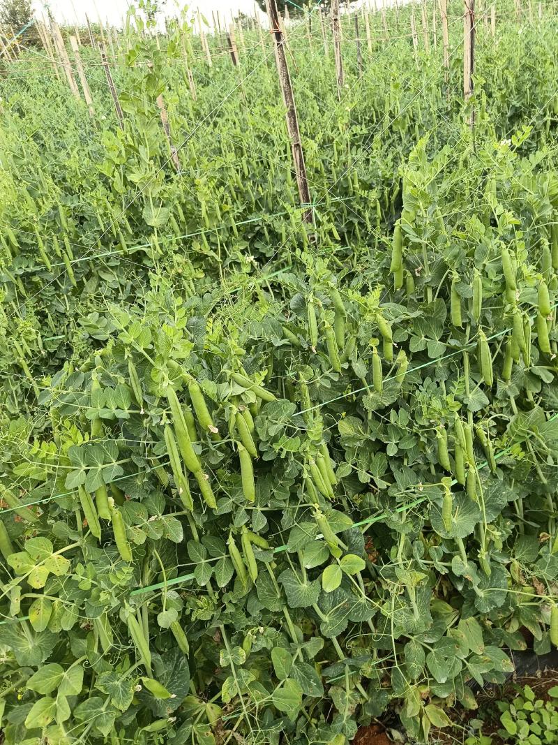 云南大理青碗豆特价特价！……………………