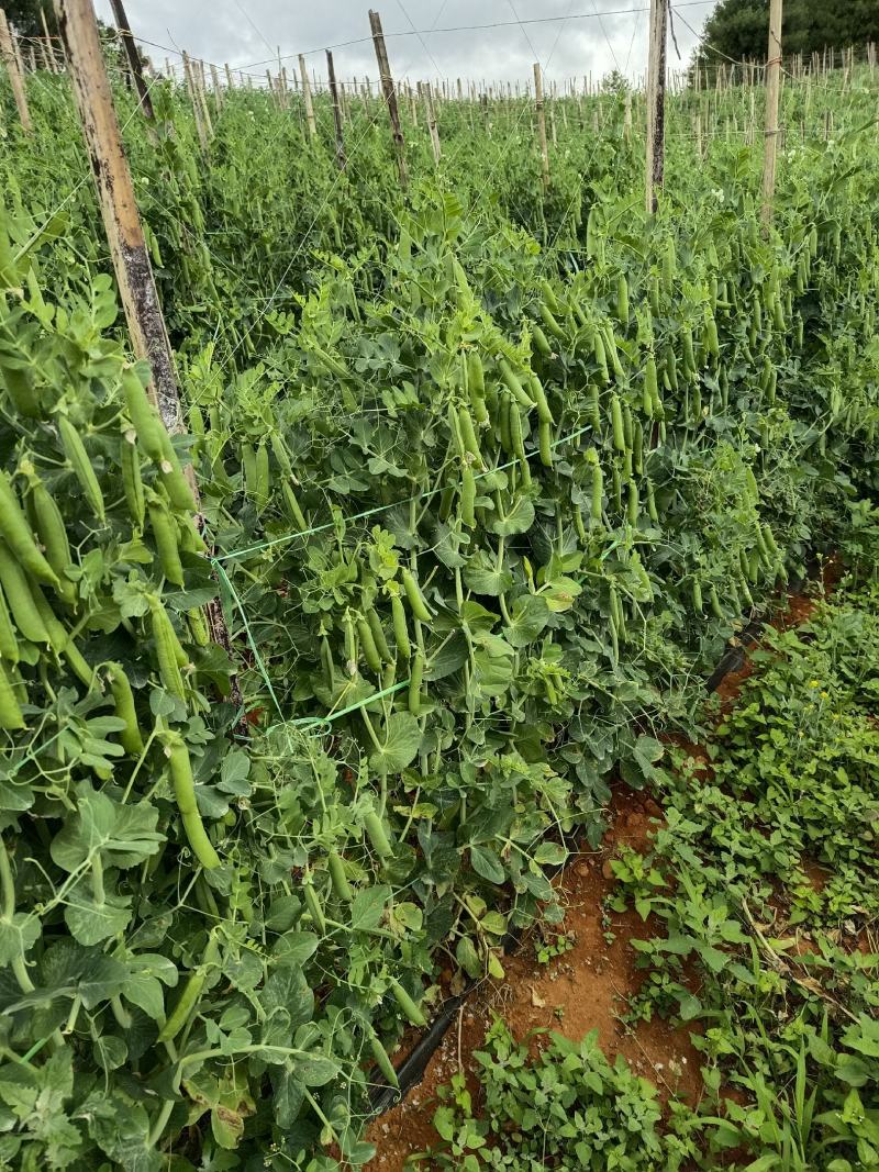 云南大理青碗豆特价特价！……………………