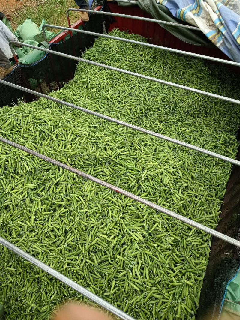 云南大理青碗豆特价特价！……………………