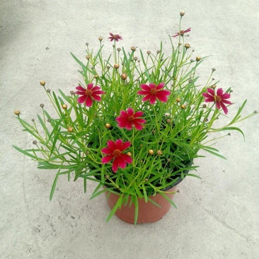 细叶金鸡菊盆栽阳台庭院花镜宿根草本花卉防辐射吸甲醛好养花