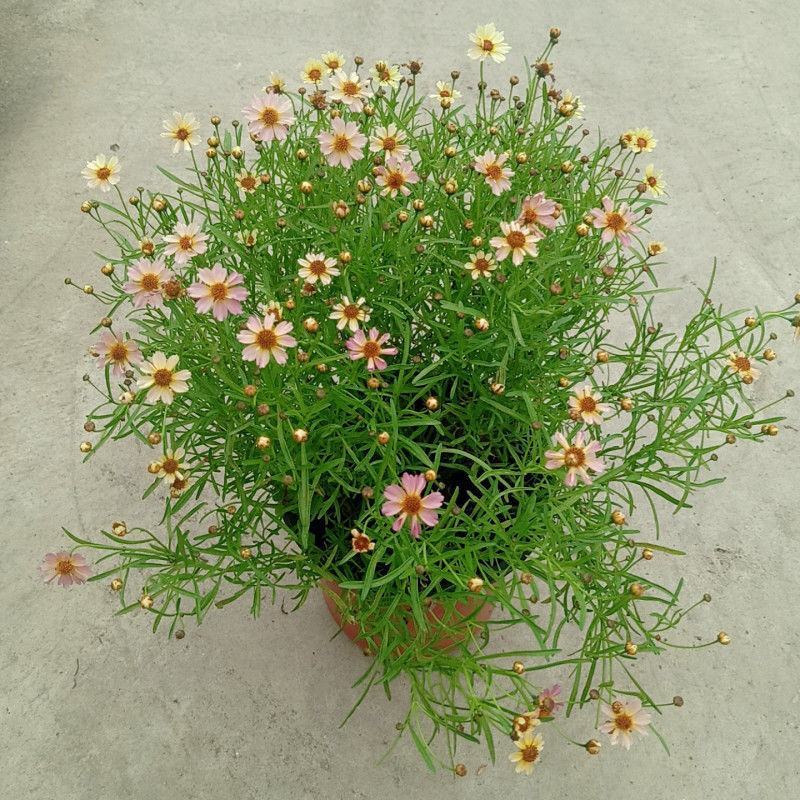 细叶金鸡菊盆栽阳台庭院花镜宿根草本花卉防辐射吸甲醛好养花