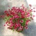 细叶金鸡菊盆栽阳台庭院花镜宿根草本花卉防辐射吸甲醛好养花