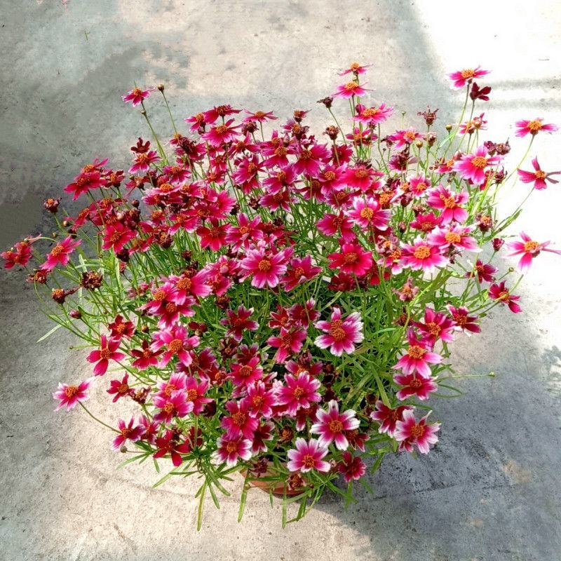 细叶金鸡菊盆栽阳台庭院花镜宿根草本花卉防辐射吸甲醛好养花