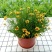 细叶金鸡菊盆栽阳台庭院花镜宿根草本花卉防辐射吸甲醛好养花