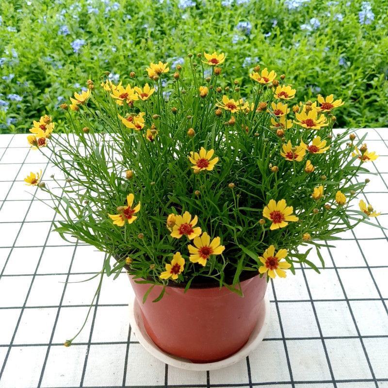 细叶金鸡菊盆栽阳台庭院花镜宿根草本花卉防辐射吸甲醛好养花