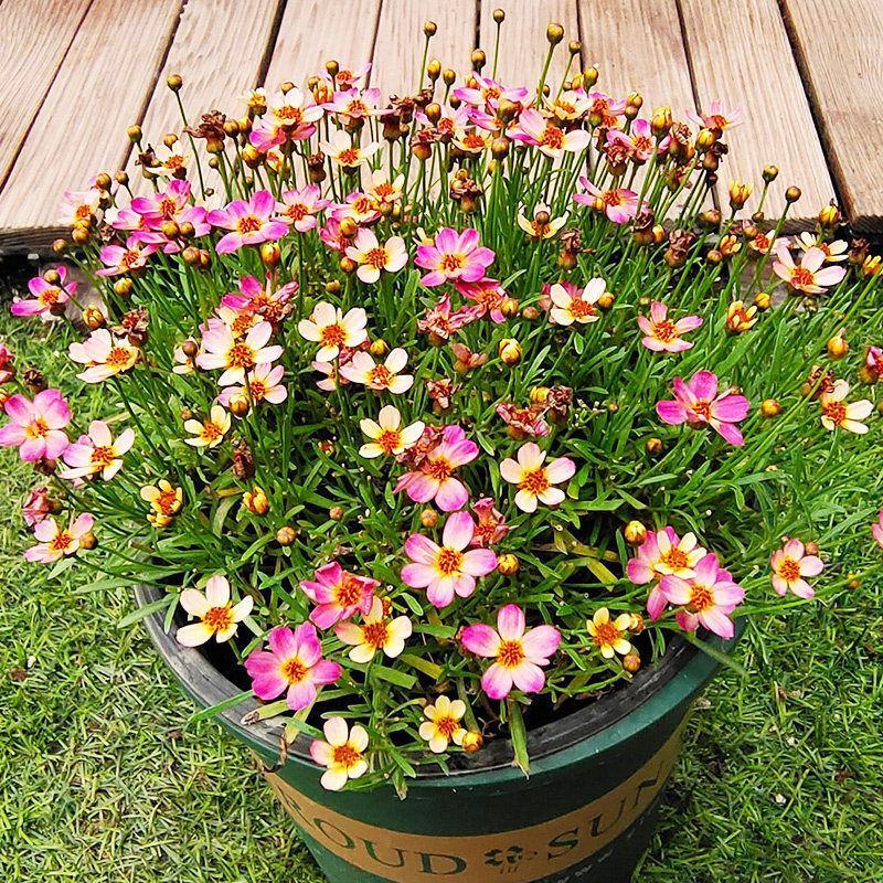 细叶金鸡菊盆栽阳台庭院花镜宿根草本花卉防辐射吸甲醛好养花