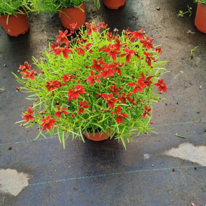细叶金鸡菊盆栽阳台庭院花镜宿根草本花卉防辐射吸甲醛好养花