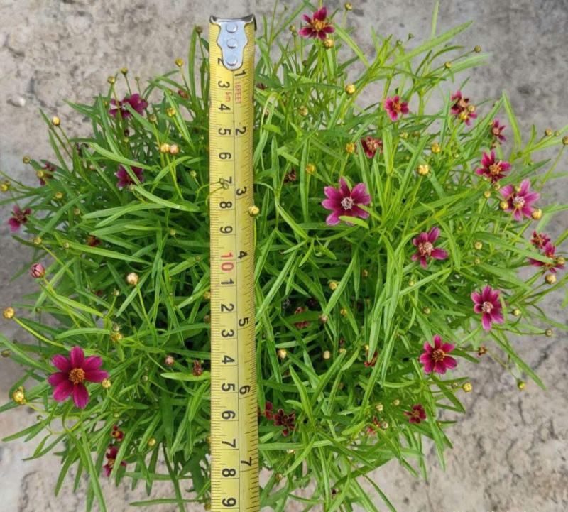 细叶金鸡菊盆栽阳台庭院花镜宿根草本花卉防辐射吸甲醛好养花