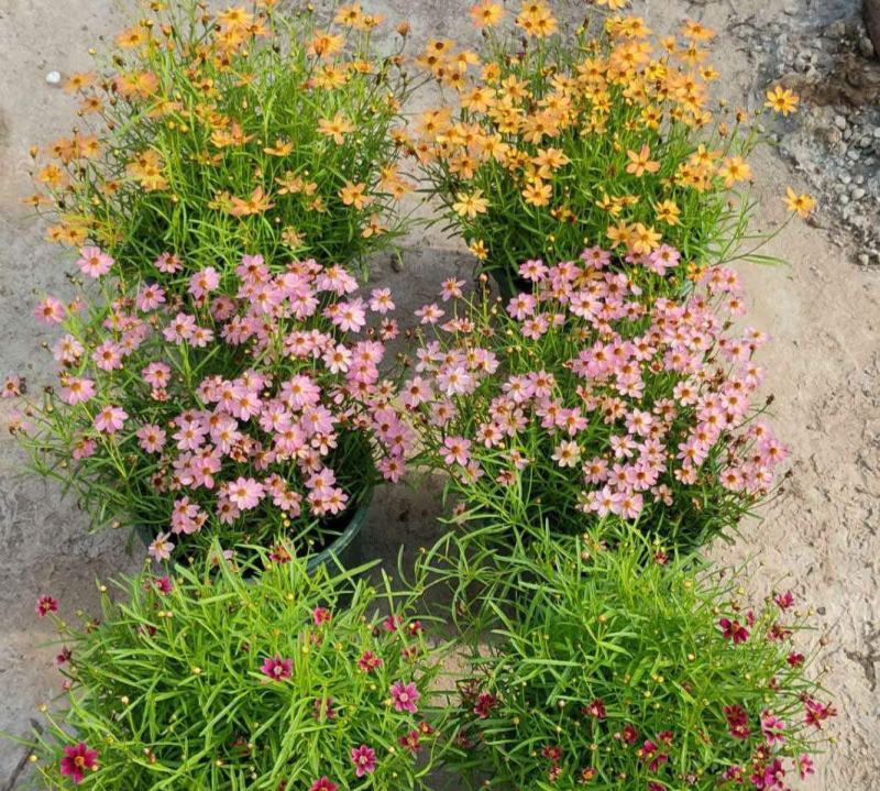 细叶金鸡菊盆栽阳台庭院花镜宿根草本花卉防辐射吸甲醛好养花