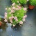 细叶金鸡菊盆栽阳台庭院花镜宿根草本花卉防辐射吸甲醛好养花