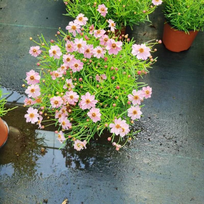 细叶金鸡菊盆栽阳台庭院花镜宿根草本花卉防辐射吸甲醛好养花