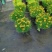 细叶金鸡菊盆栽阳台庭院花镜宿根草本花卉防辐射吸甲醛好养花