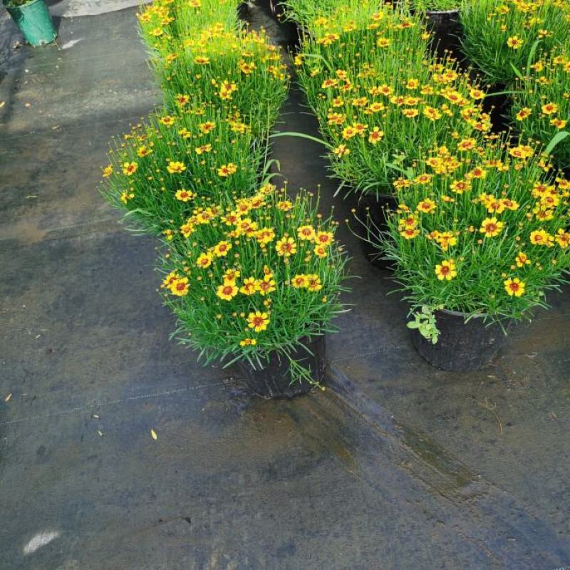 细叶金鸡菊盆栽阳台庭院花镜宿根草本花卉防辐射吸甲醛好养花