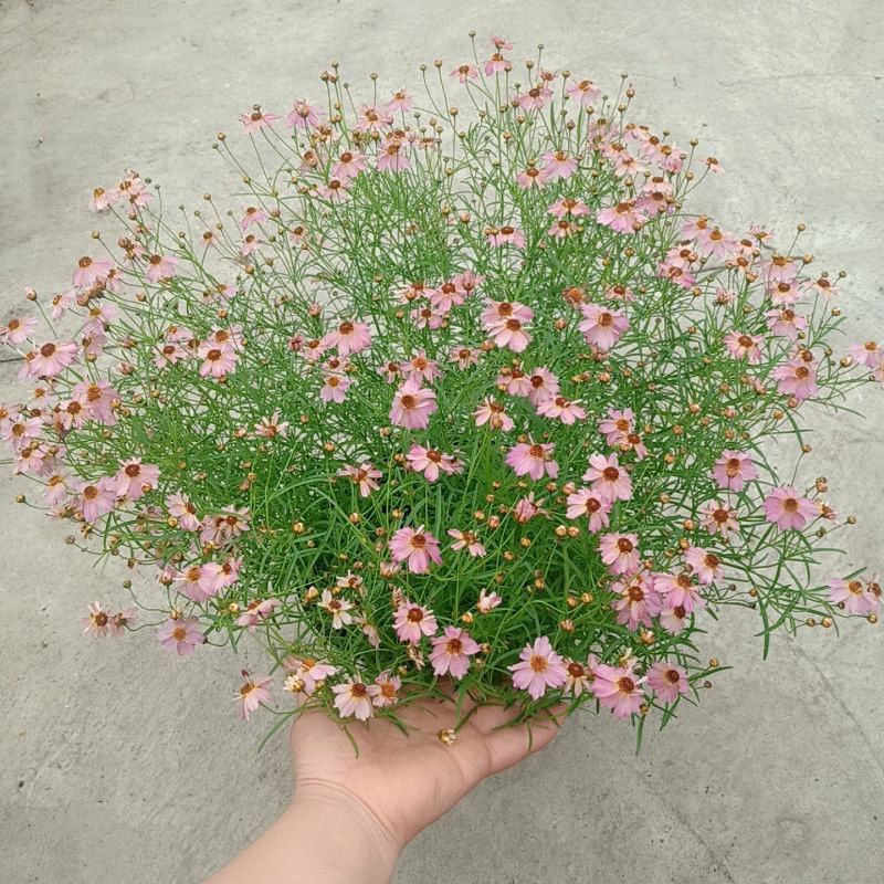 细叶金鸡菊盆栽阳台庭院花镜宿根草本花卉防辐射吸甲醛好养花