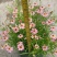 细叶金鸡菊盆栽阳台庭院花镜宿根草本花卉防辐射吸甲醛好养花