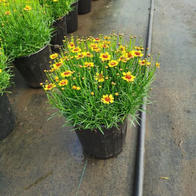 细叶金鸡菊盆栽阳台庭院花镜宿根草本花卉防辐射吸甲醛好养花