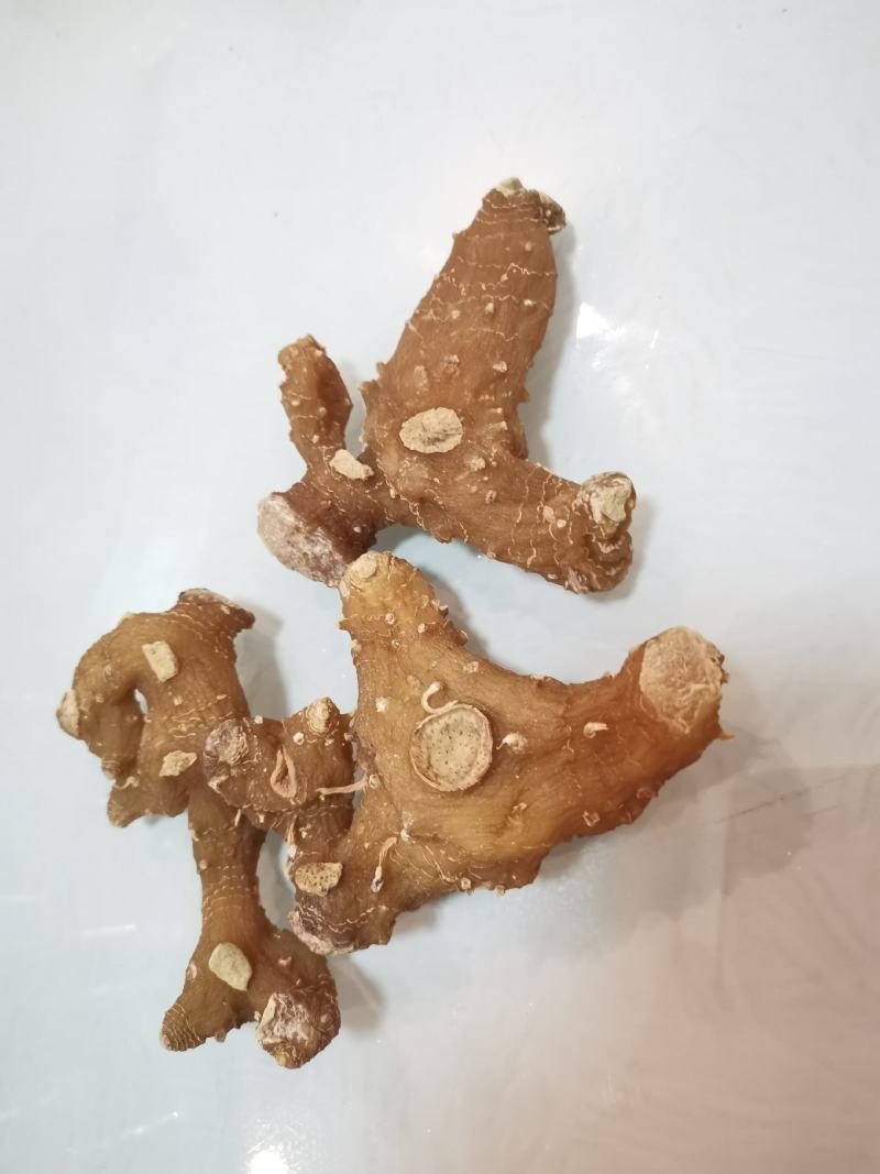 黄精甜黄精姜型黄精