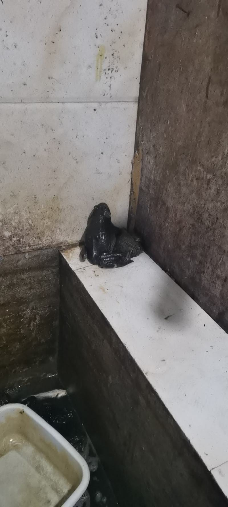 牛蛙