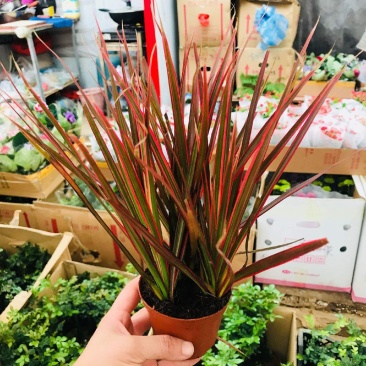 七彩铁千年木盆栽室外庭院阳台好养喜庆红叶植物三色