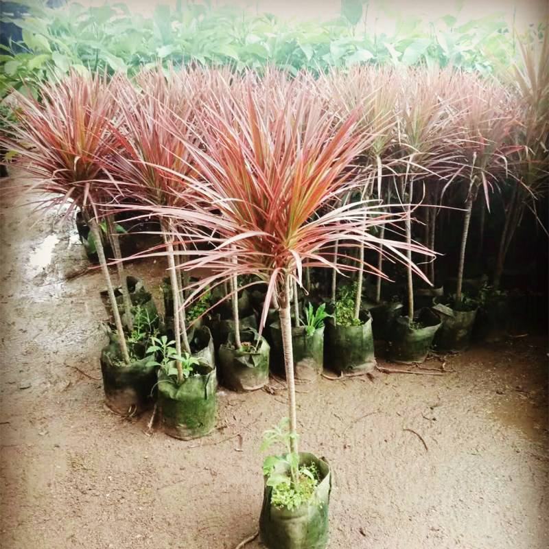 七彩铁千年木盆栽室外庭院阳台好养喜庆红叶植物三色