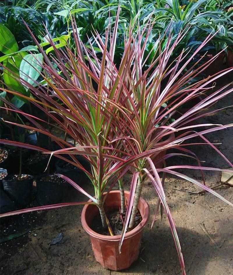 七彩铁千年木盆栽室外庭院阳台好养喜庆红叶植物三色