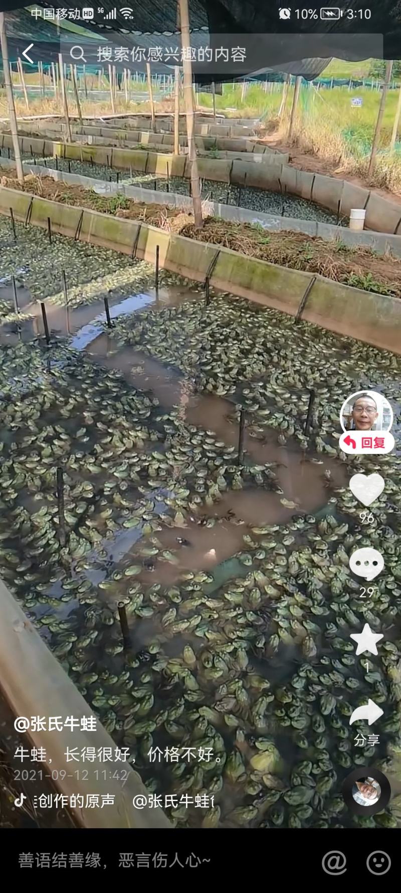 牛蛙