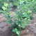 小手球开白色花多年生木本植物盆栽花卉客厅庭院花期