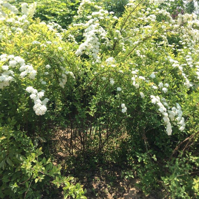 小手球开白色花多年生木本植物盆栽花卉客厅庭院花期
