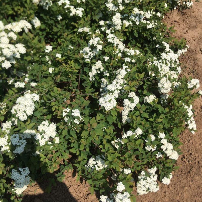 小手球开白色花多年生木本植物盆栽花卉客厅庭院花期
