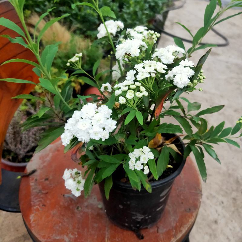 小手球开白色花多年生木本植物盆栽花卉客厅庭院花期
