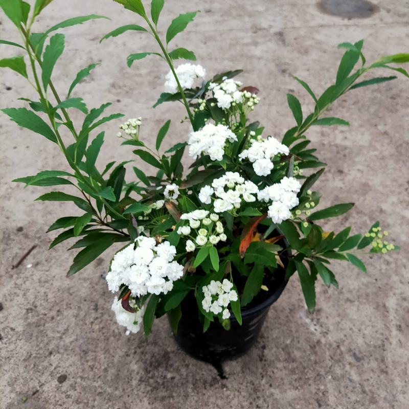 小手球开白色花多年生木本植物盆栽花卉客厅庭院花期
