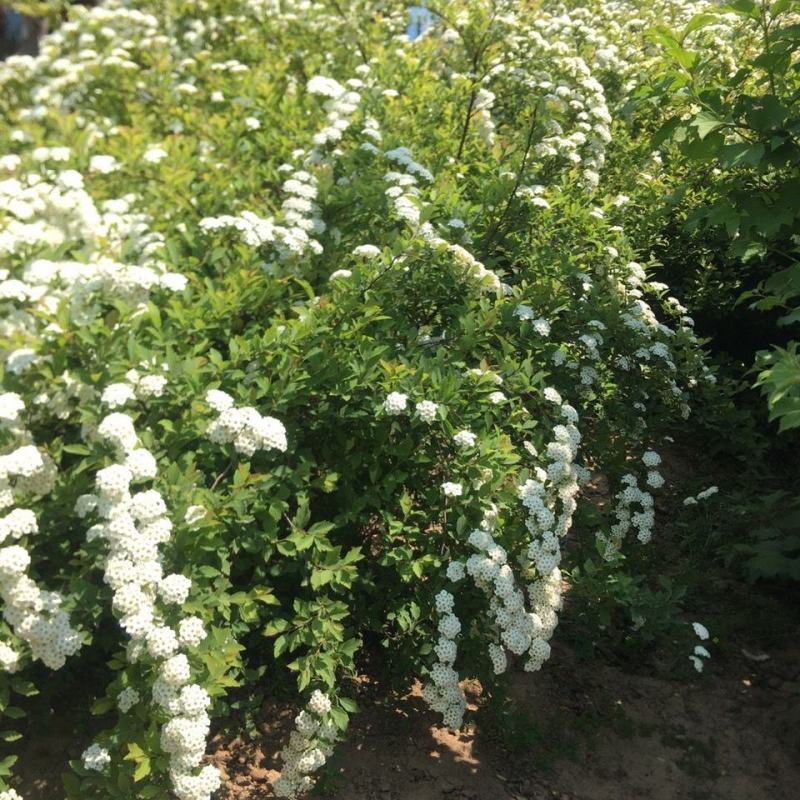 小手球开白色花多年生木本植物盆栽花卉客厅庭院花期