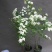 小手球开白色花多年生木本植物盆栽花卉客厅庭院花期