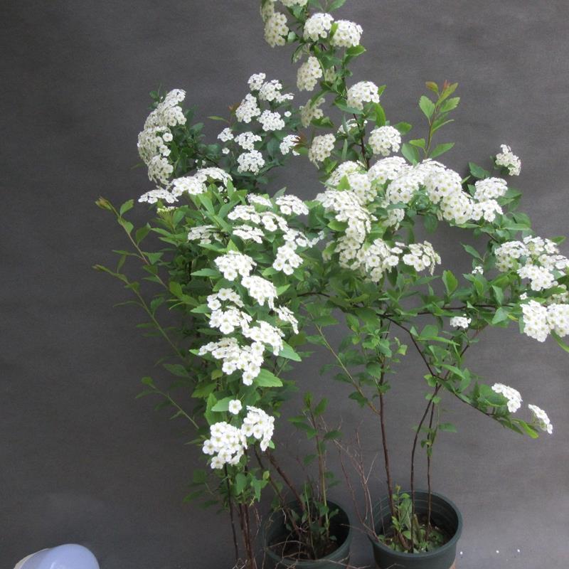 小手球开白色花多年生木本植物盆栽花卉客厅庭院花期