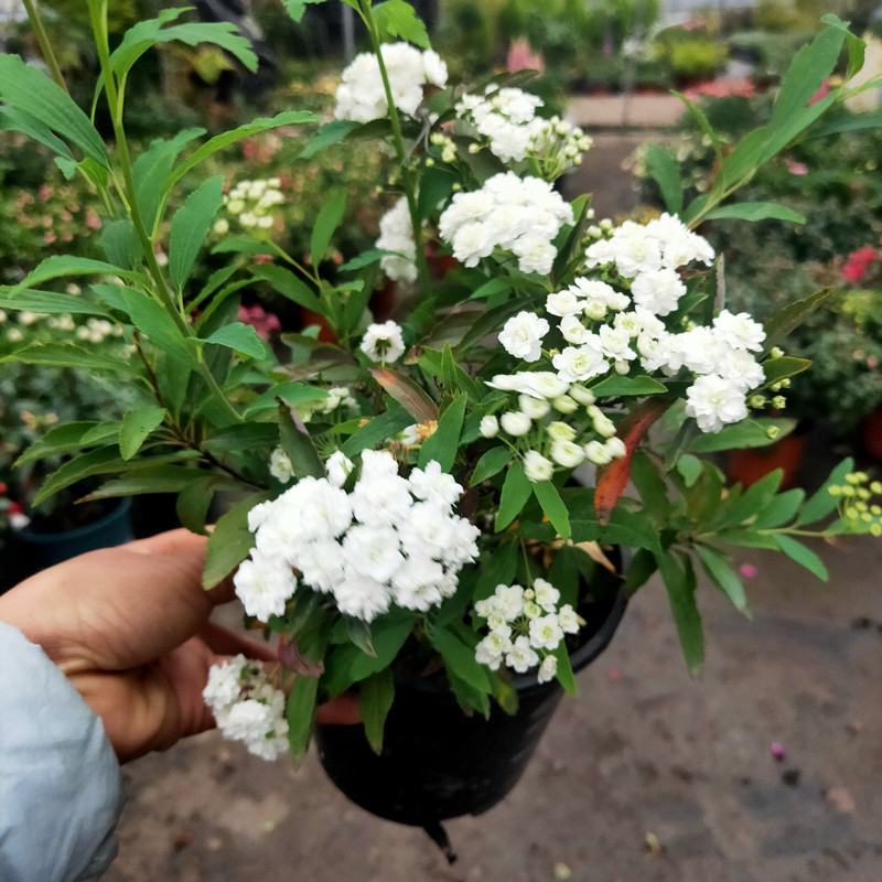 小手球开白色花多年生木本植物盆栽花卉客厅庭院花期