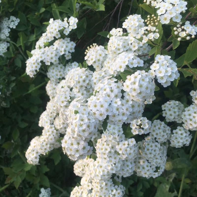 小手球开白色花多年生木本植物盆栽花卉客厅庭院花期