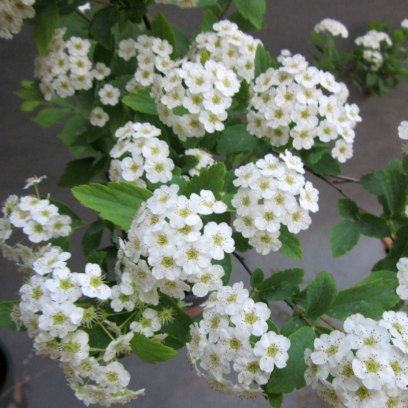 小手球开白色花多年生木本植物盆栽花卉客厅庭院花期
